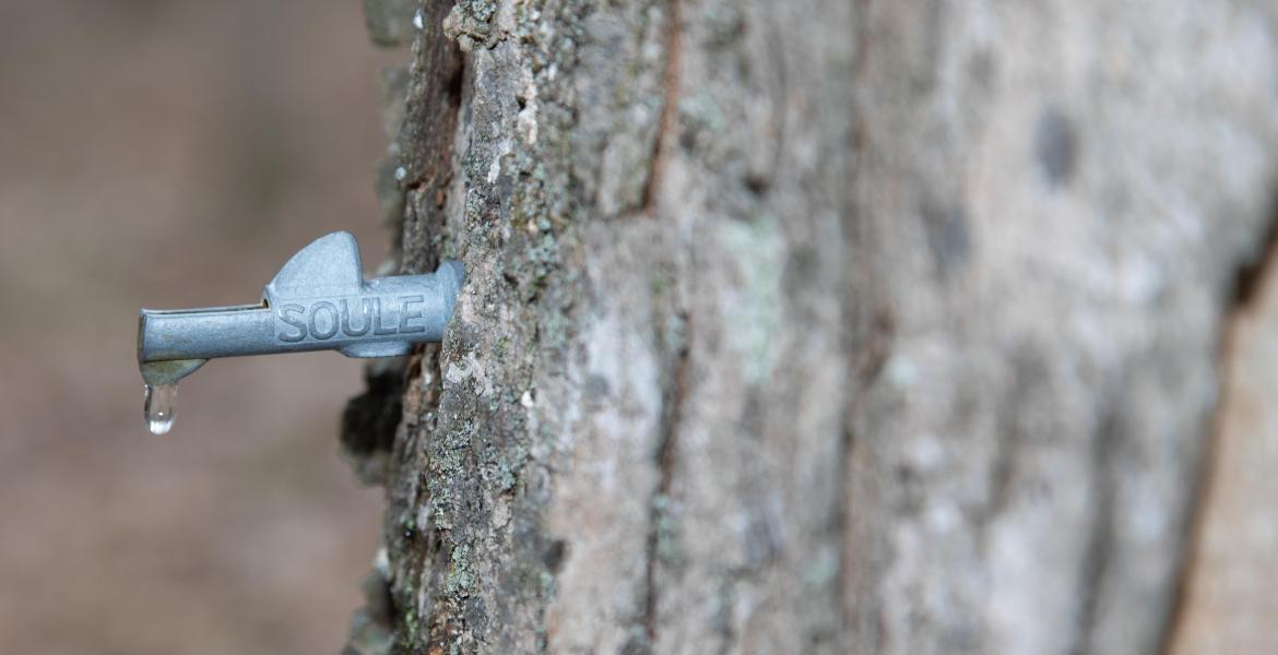 Statewide maple syrup production has the capacity to circulate up to $25 million yearly. Photo by Steve Patton.