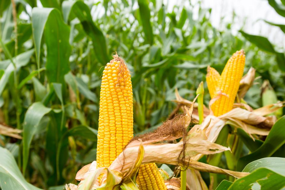 Crop Protection Webinar Series: Corn Fungicide Ears of yellow field corn were on hand at Corn, Soybean and Tobacco Field Day at the UK Research and Education Center at Princeton, Ky.